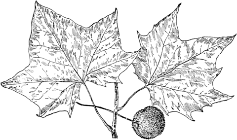 Sycamore Tree Leaves Coloring Page